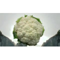 Tight white curl india planting 65days cauliflower hybrid seeds